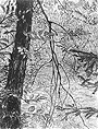 An der Limmat klein